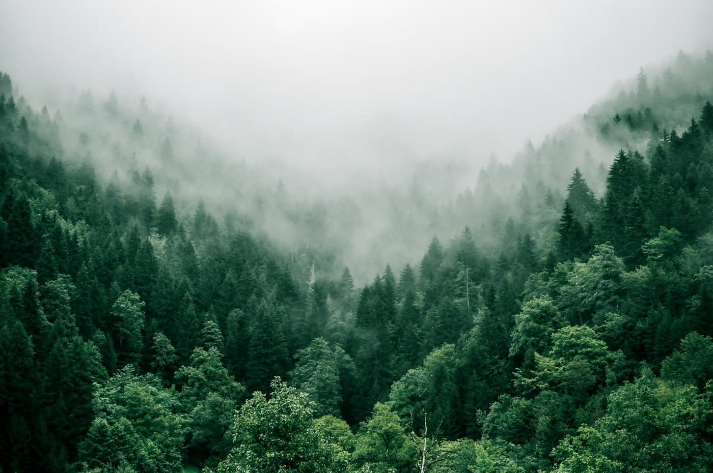 Looking up into a tall woodland canopy