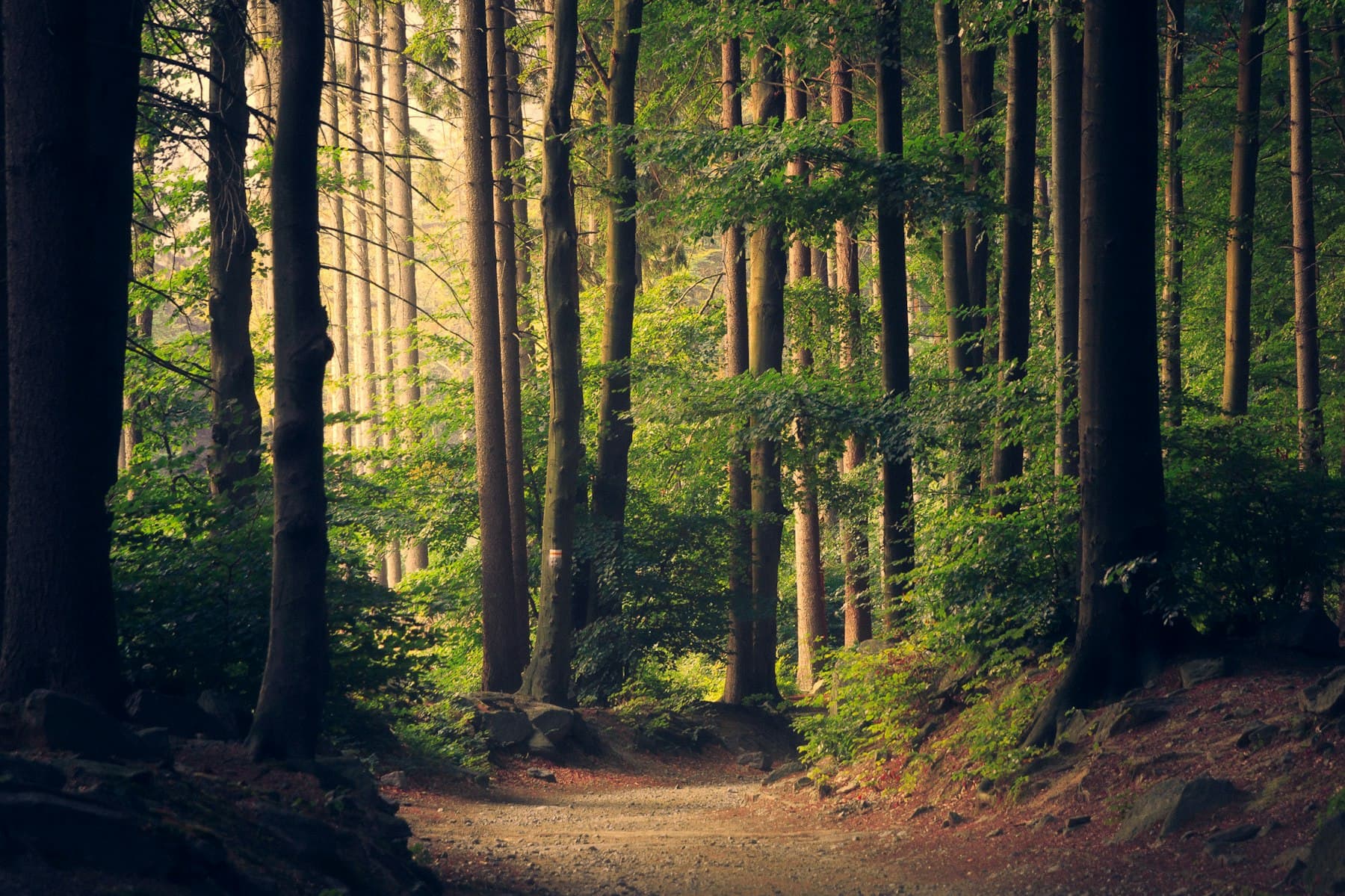 Sunlight through a tall woodland canopy